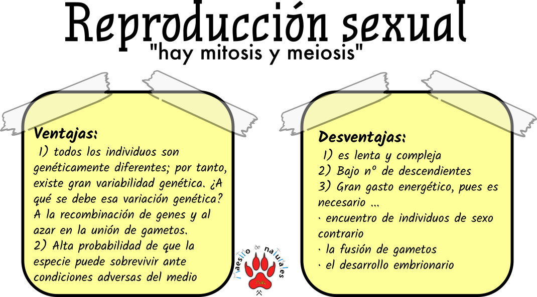 Tema 16.4 Función De Reproducción En El Reino Animal